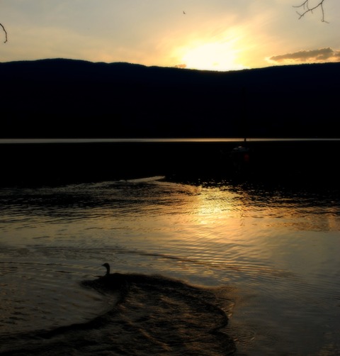 Sunrise with ducks